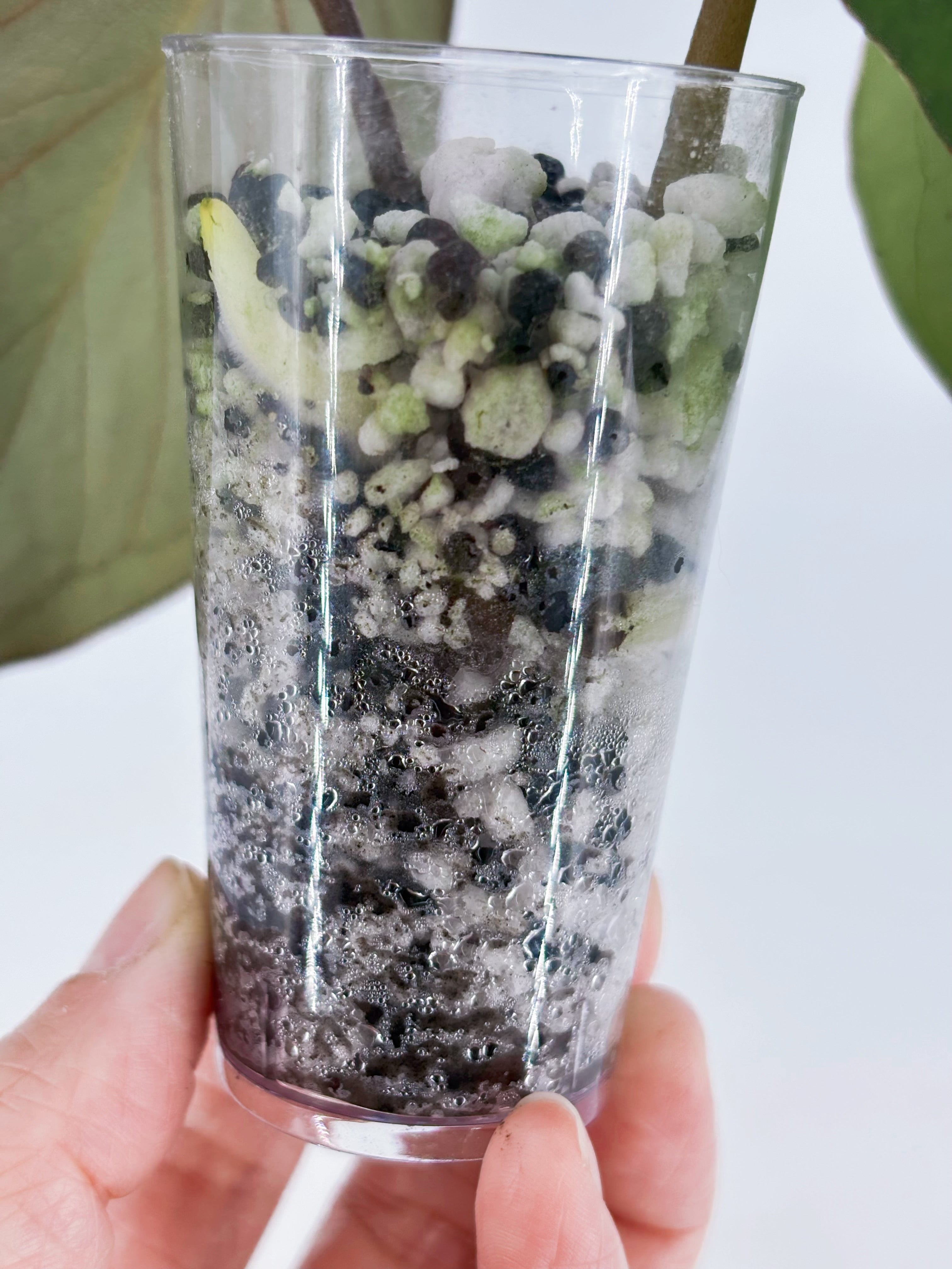 Anthurium King of Spades (KOS) @BC Warehouse
