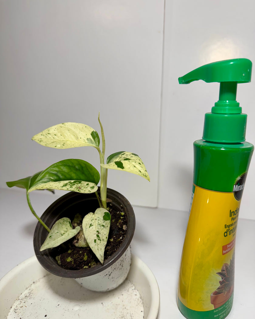 *Grower’s Choice* Epipremnum Pinnatum Marble