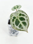 Anthurium Diamond Shield@BC Warehouse