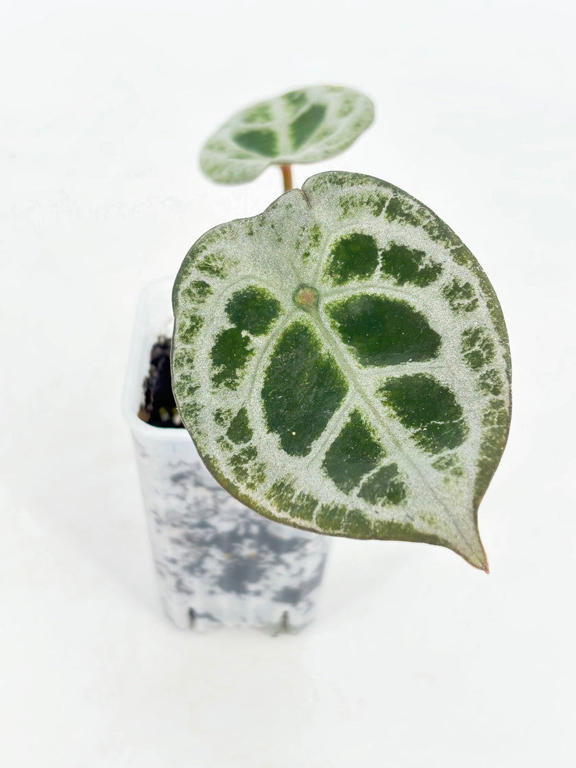 Anthurium Diamond Shield@BC Warehouse