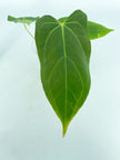 Anthurium Indo Papi