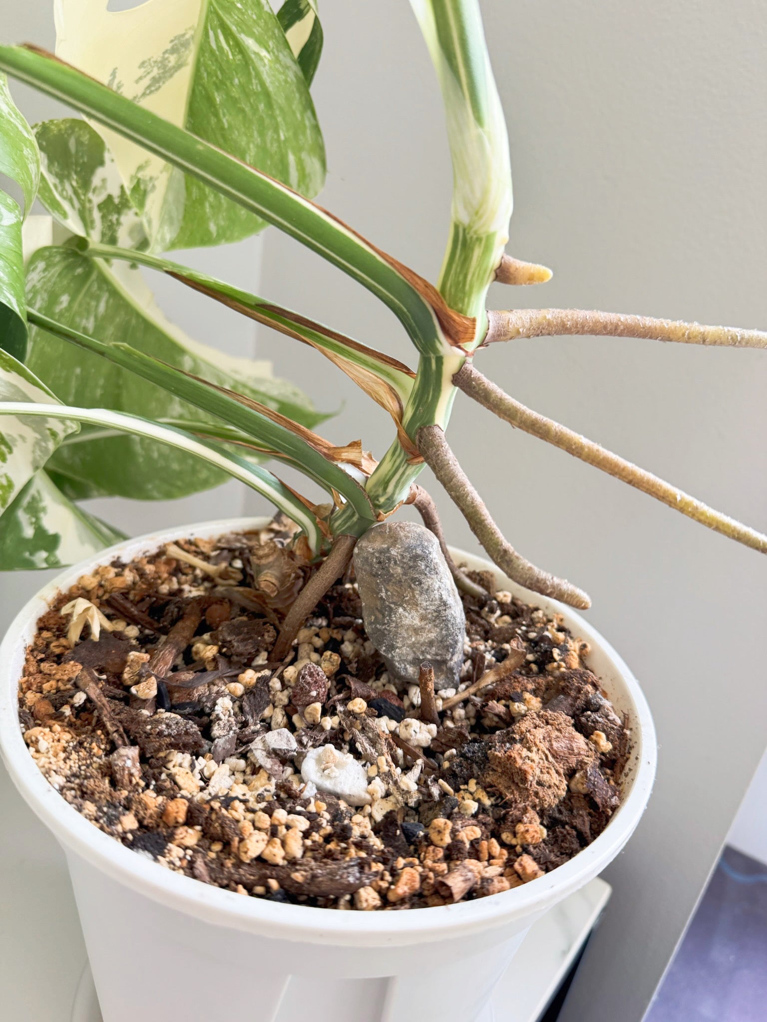 Monstera Albo -Holland *Pick up& GTA Delivery Only* @Markham Warehouse