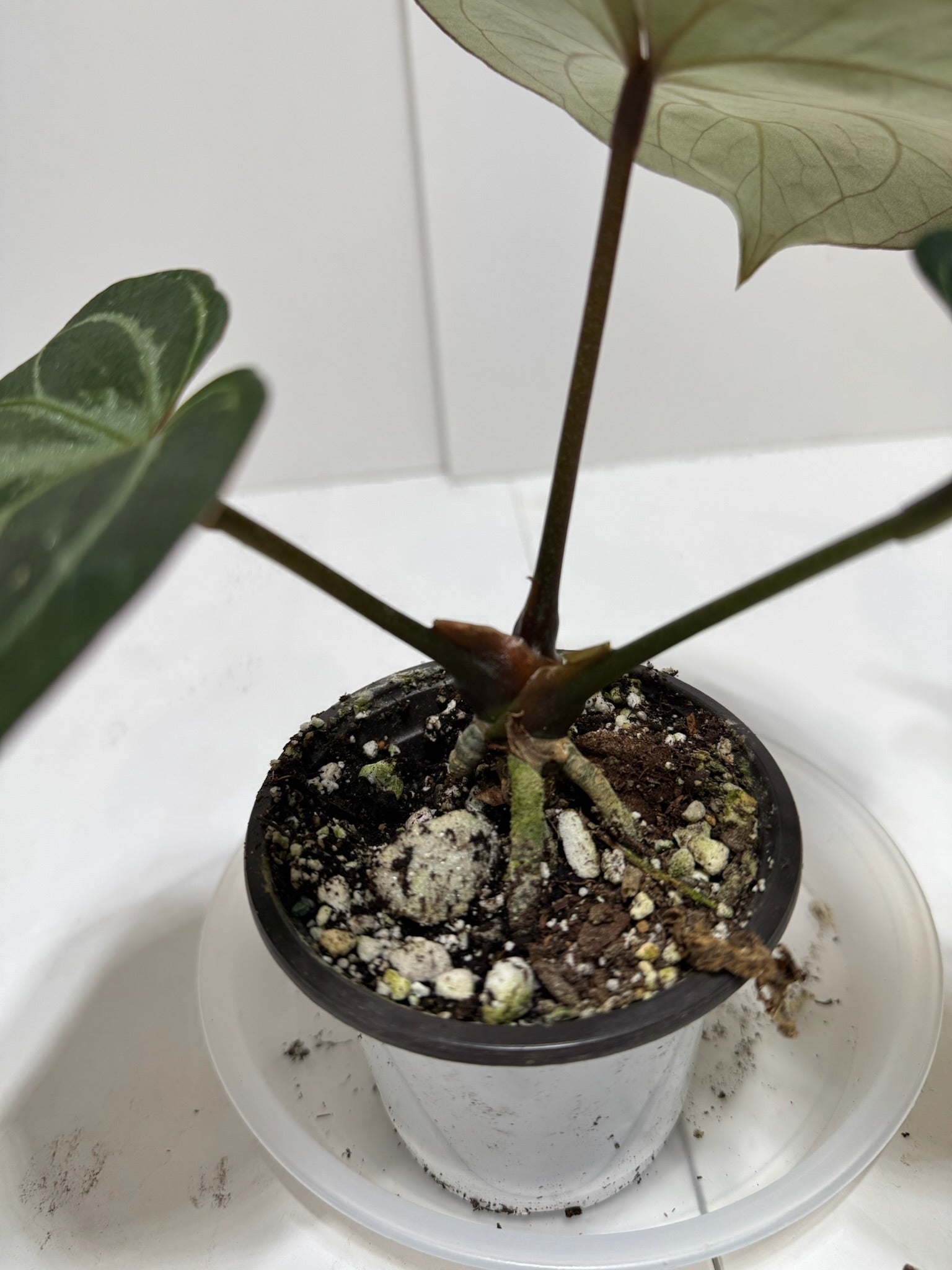 *Grower’s Choice* Anthurium King of Spades (KOS)
