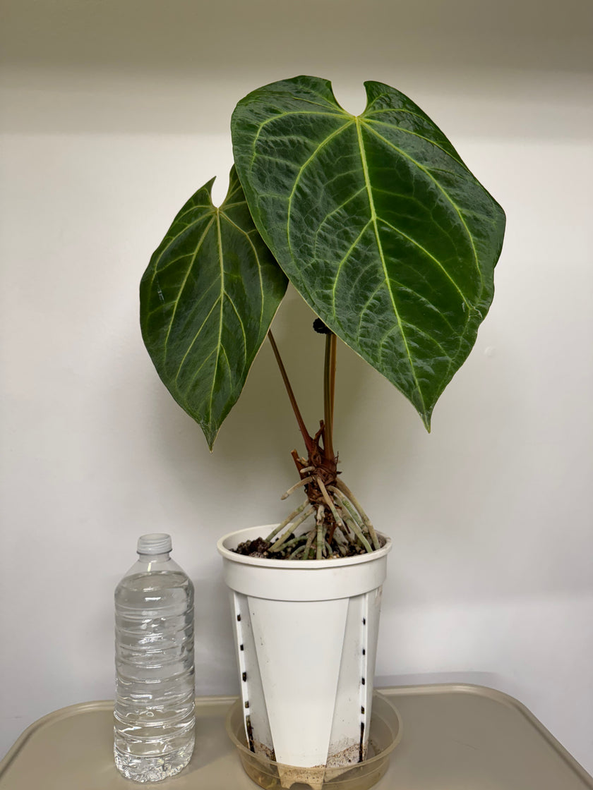 Anthurium Magnificum x AOS (Tezula Dark form)*Pick up& GTA Local Delivery Only*