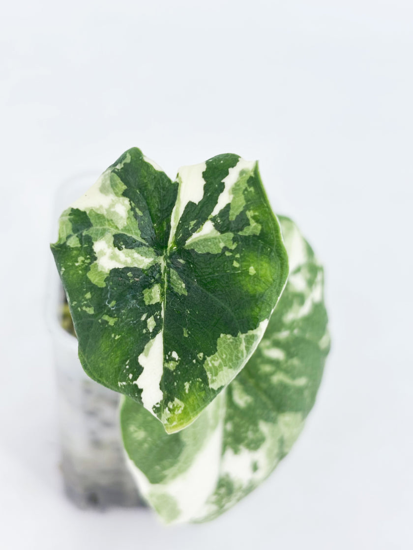 Alocasia Melo Albo@BC Warehouse