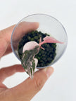 Alocasia Chantrieri Pink Pup  @BC Warehouse