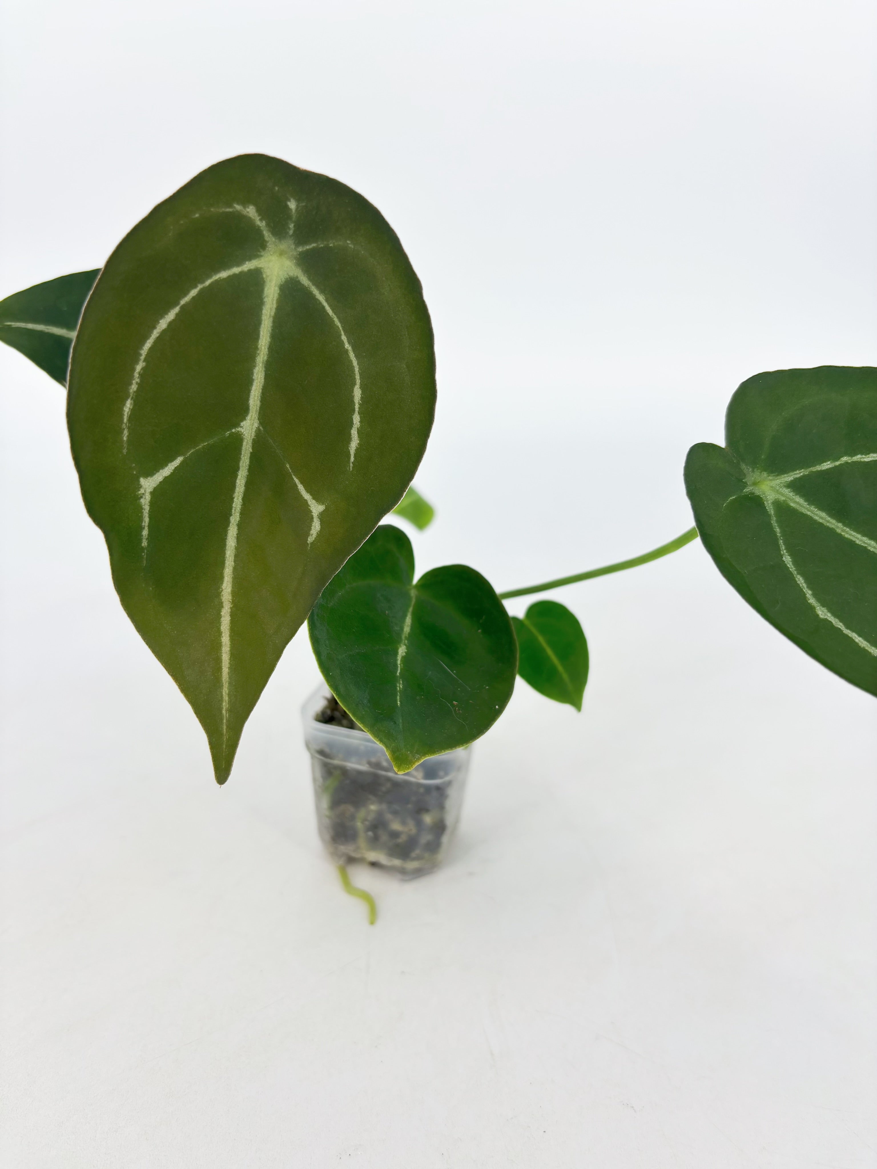 Anthurium Forgetii @BC Warehouse
