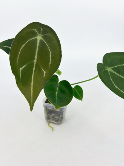 Anthurium Forgetii @BC Warehouse