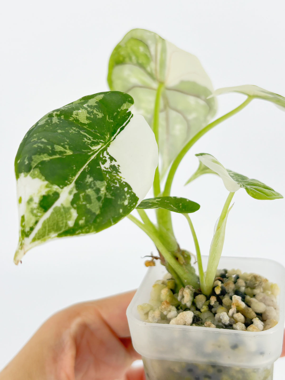 Alocasia Dragon Scale Albo@BC Warehouse