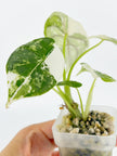 Alocasia Dragon Scale Albo@BC Warehouse