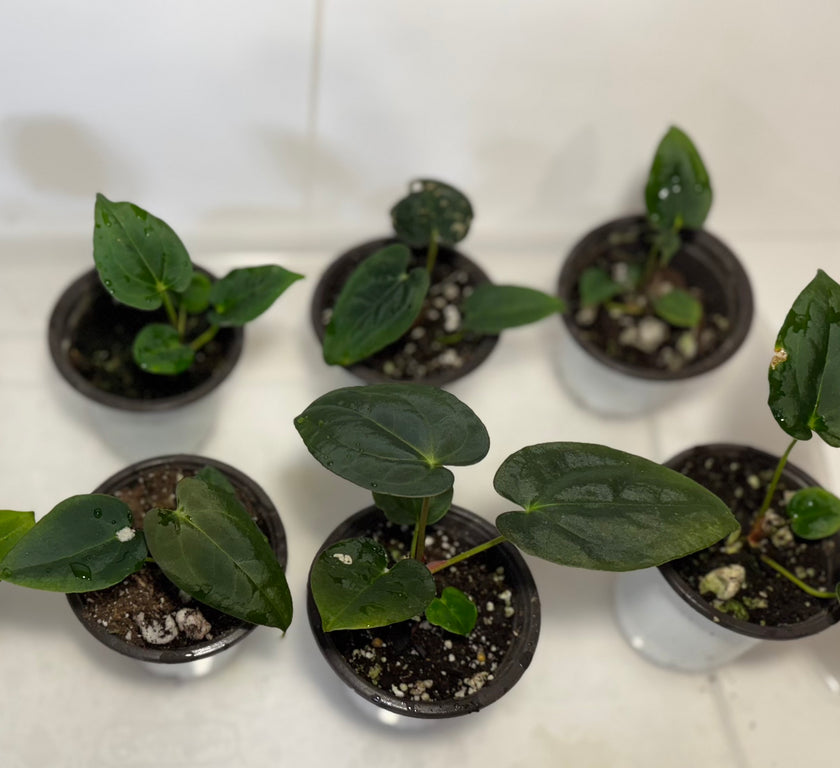 Anthurium Papi FS x RL x Forgetii dark *Multiples Available Ramdom Selection*