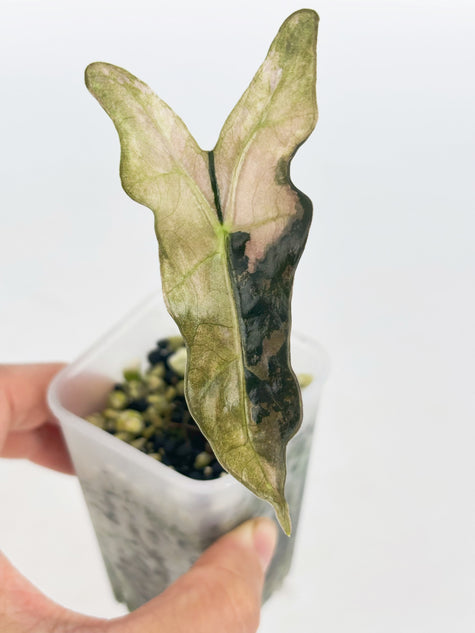 Alocasia Noblis Pink K form @BC Warehouse