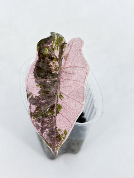 Alocasia Pseudo Sanderiana Pink @BC Warehouse