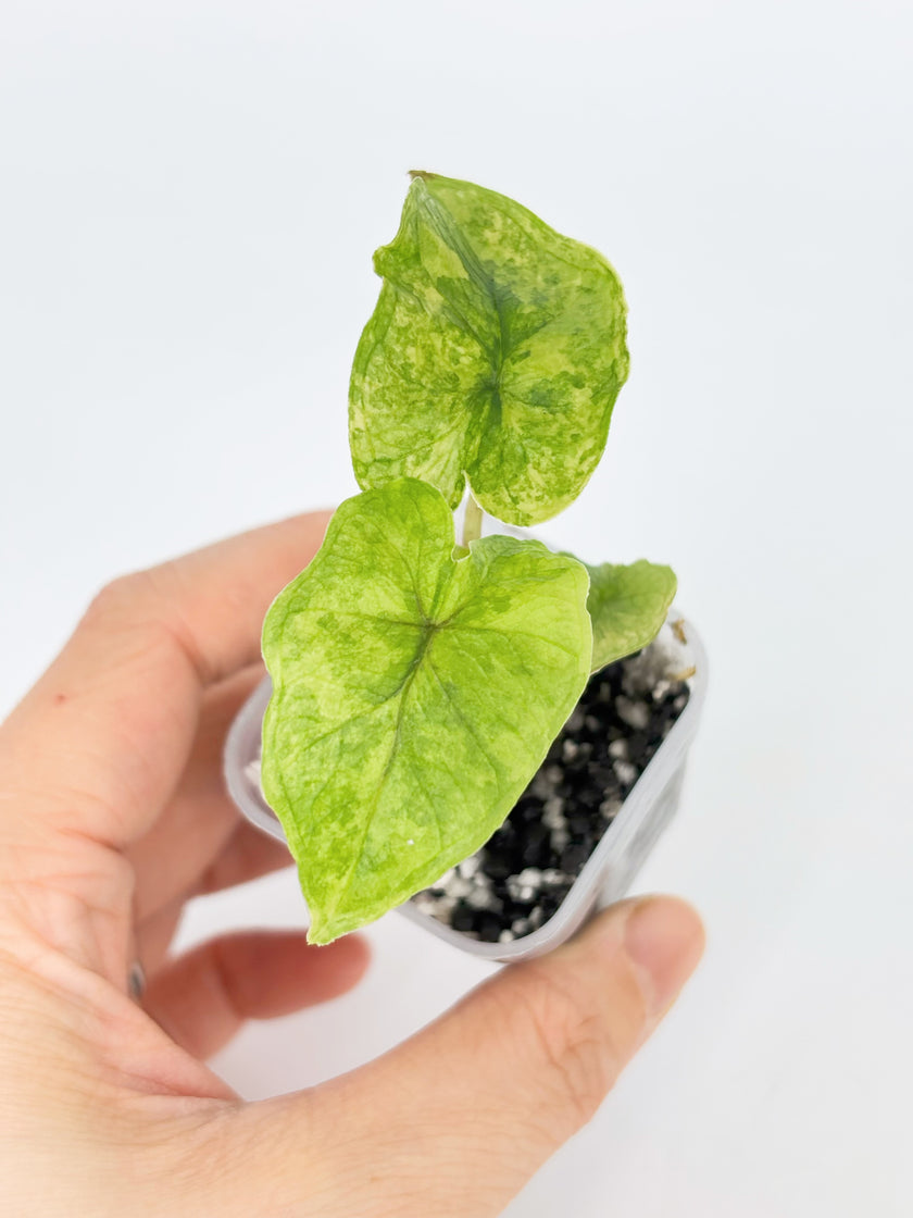 Alocasia Jacklyn Variegated -Aurea