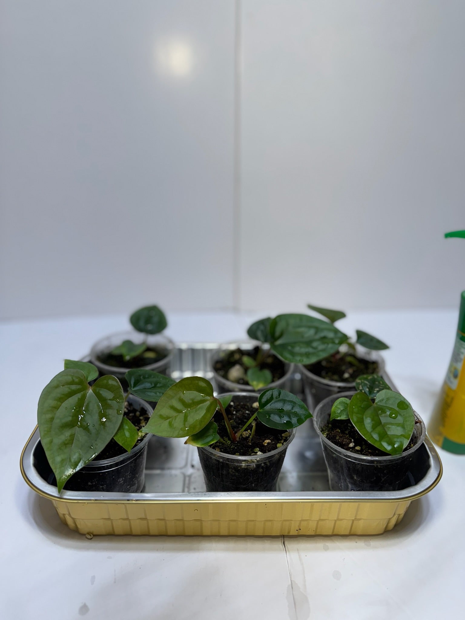 Anthurium Lux Self Seedling *Multiples Available Ramdom Selection* low chance of lux x forgetii