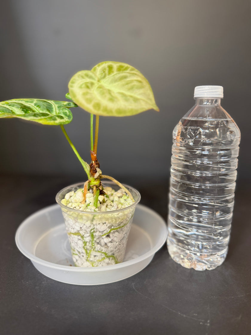 Anthurium Dorayaki - Silver