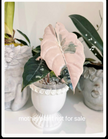Alocasia Chantrieri Pink Variegated Pup