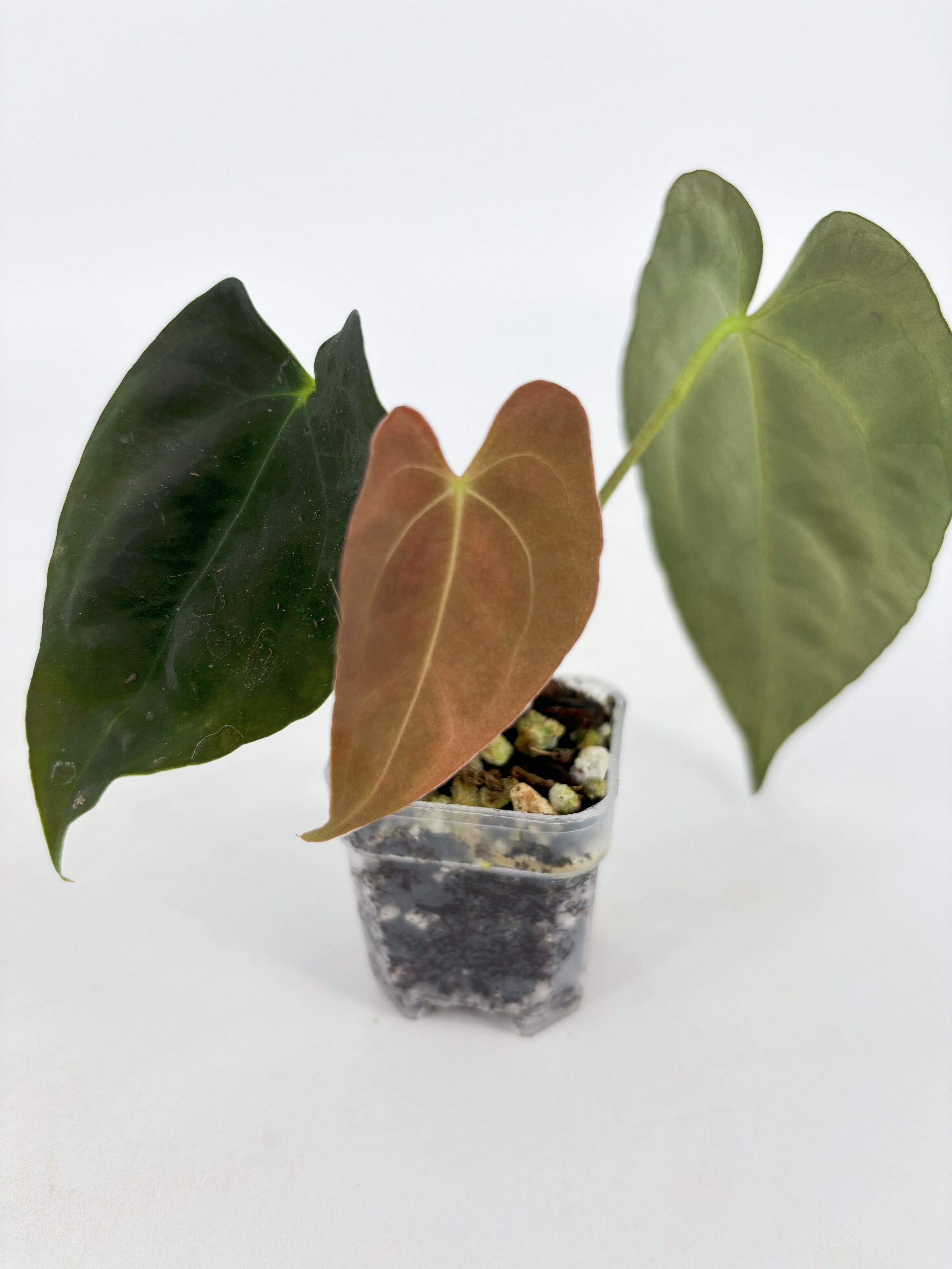Anthurium Combo (Papi fsrl x Forgetti, Tezula AOS DF x Papi fsrl)@BC Warehouse