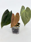 Anthurium Combo (Papi fsrl x Forgetti, Tezula AOS DF x Papi fsrl)@BC Warehouse