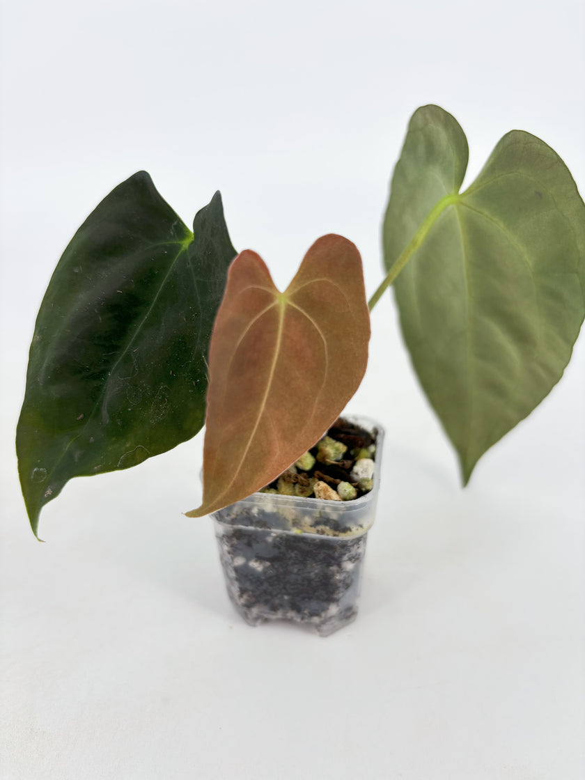 Anthurium Combo (Papi fsrl x Forgetti, Tezula AOS DF x Papi fsrl)@BC Warehouse