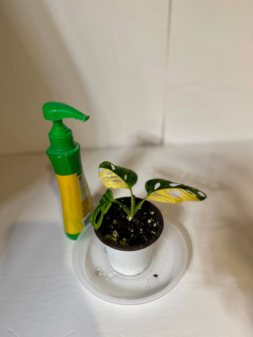 Monstera Adansonii Japanese Tricolor