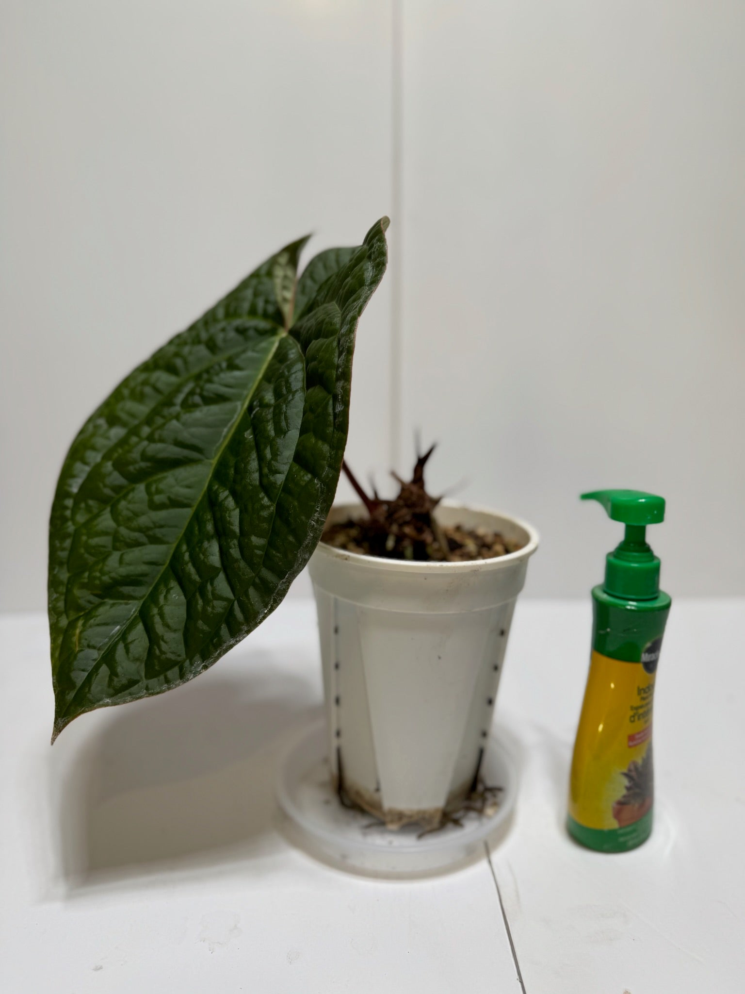 Anthurium Lux x Dark Crystallinum XL