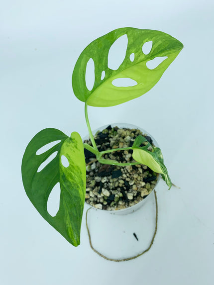 Monstera Adansonii Aurea