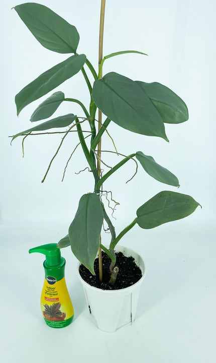 Philodendron Silver Sword XL*Pick up only*