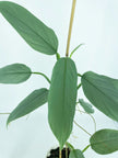 Philodendron Silver Sword XL*Pick up only*