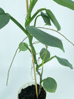 Philodendron Silver Sword XL*Pick up only*