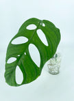 Monstera Esqueleto (Rooted Mid-cut)