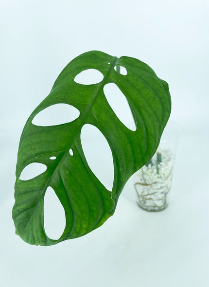 Monstera Esqueleto (Rooted Mid-cut)