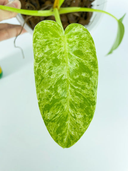 Philodendron Giganteum Blizzard