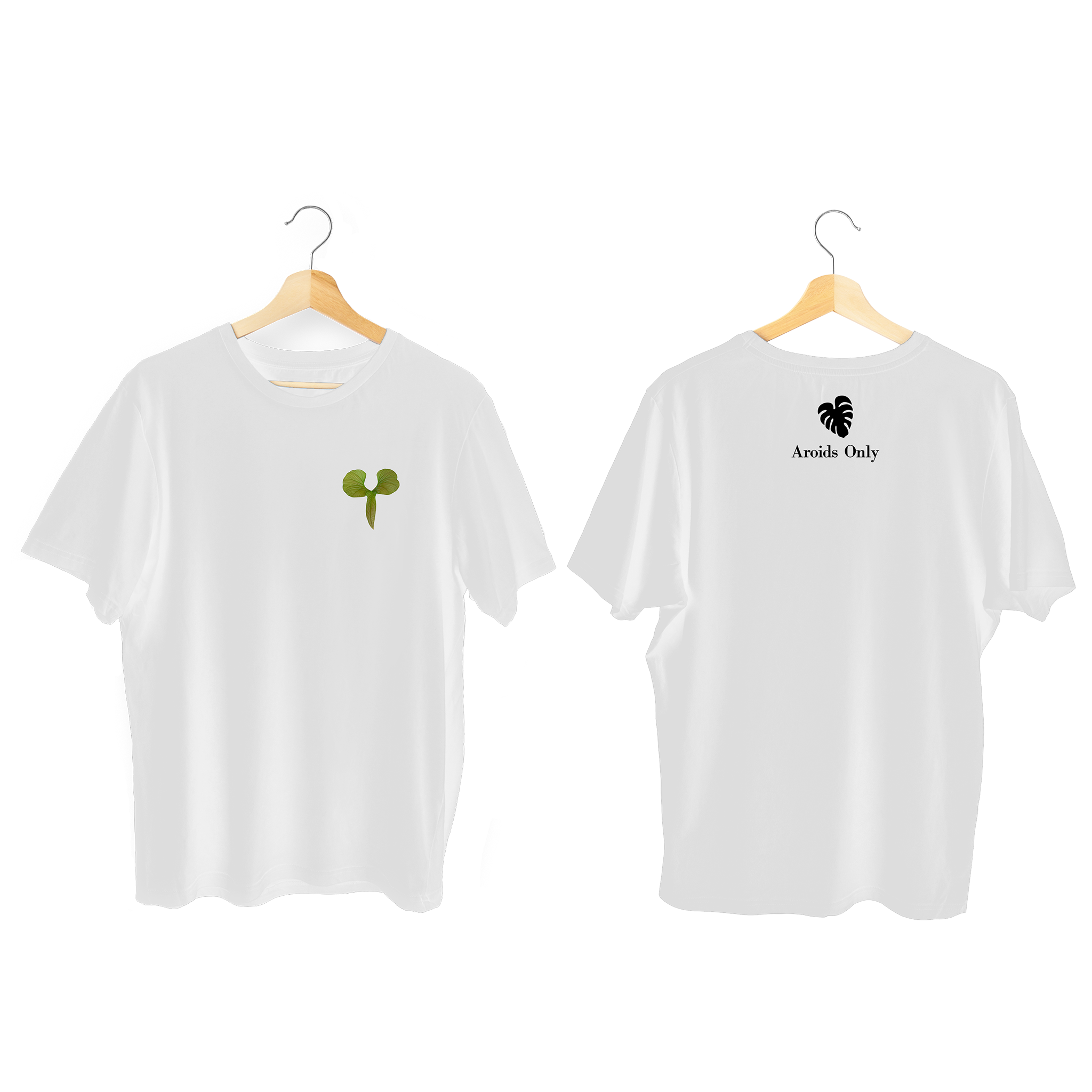 Anthurium Tee (Draconopterum)