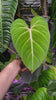 Philodendron Gloriosum *Pick up& Local Delivery Only*