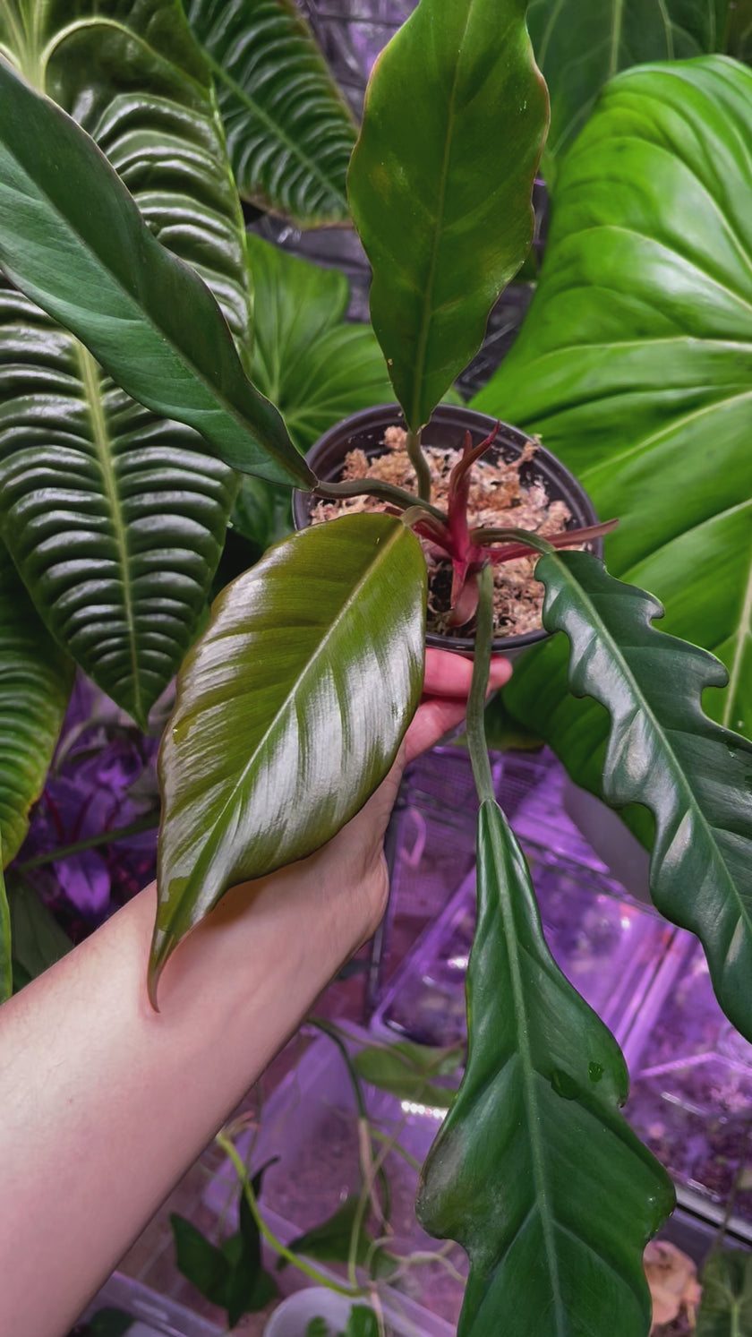 Philodendron Beginner Combo