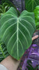 Philodendron Glorious Combo