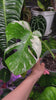 Monstera Albo