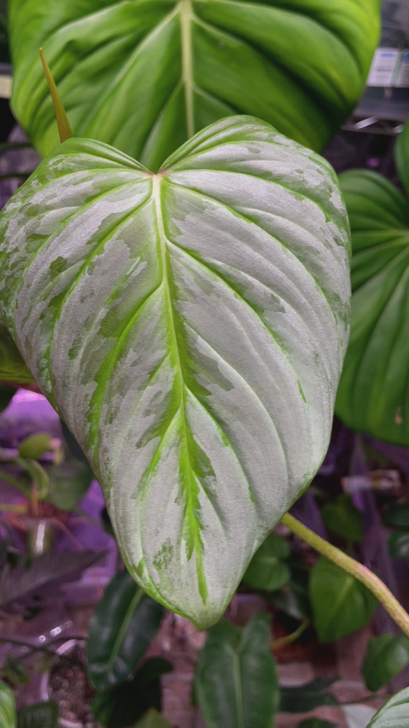 Philodendron Majestic