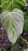 Philodendron Majestic