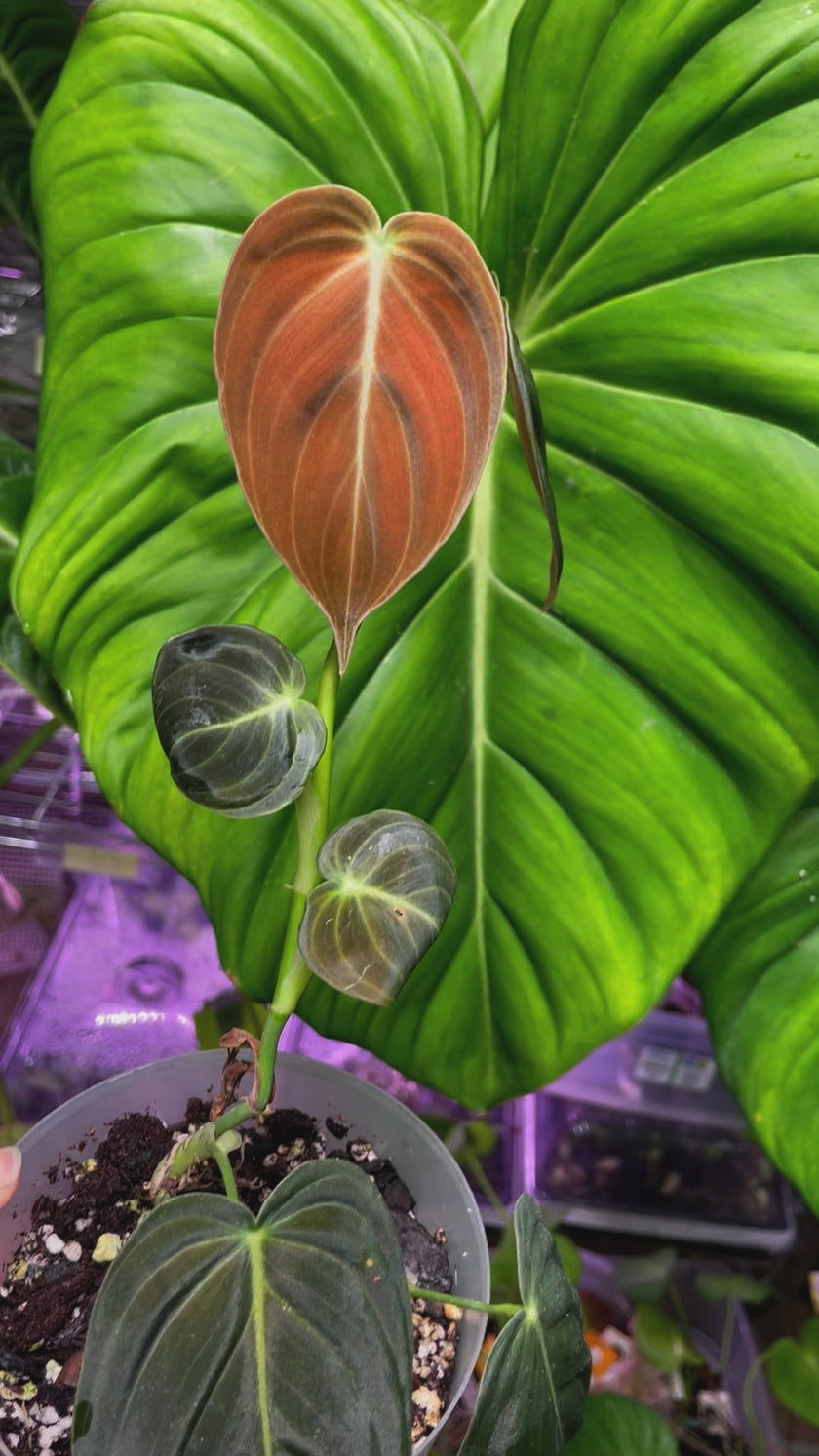 Philodendron Melanochrysum