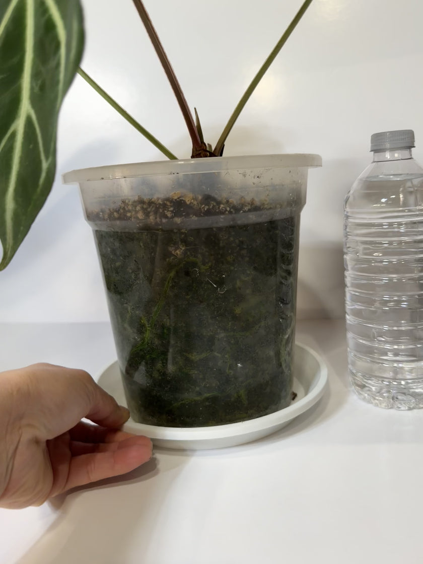 Anthurium Magnificum XL *Pick up and GTA Local Delivery Only*