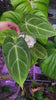 Anthurium Crystallinum