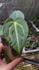 Anthurium Magnificum x Dark Forgetii (Multiple Available)