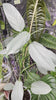 Philodendron Silver Sword XL*Pick up only*