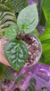 Anthurium Luxurians Delux hybrid combo (multiple available)