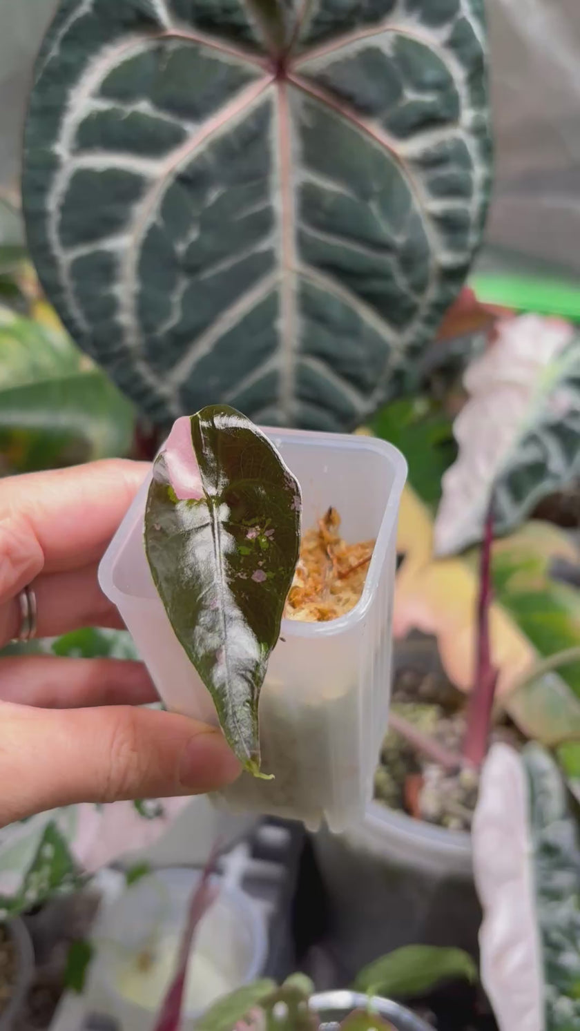 Alocasia Chantrieri Pink Variegated Pup