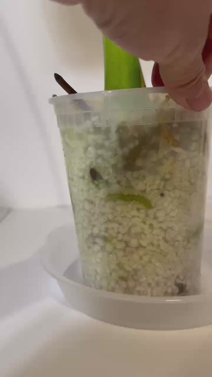 Anthurium Regale XXL *Pick up and Local delivery only*