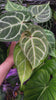 Anthurium Magnificum x Red Crystallinum