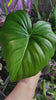 Philodendron McDowell XL *Pick up& GTA Delivery only*